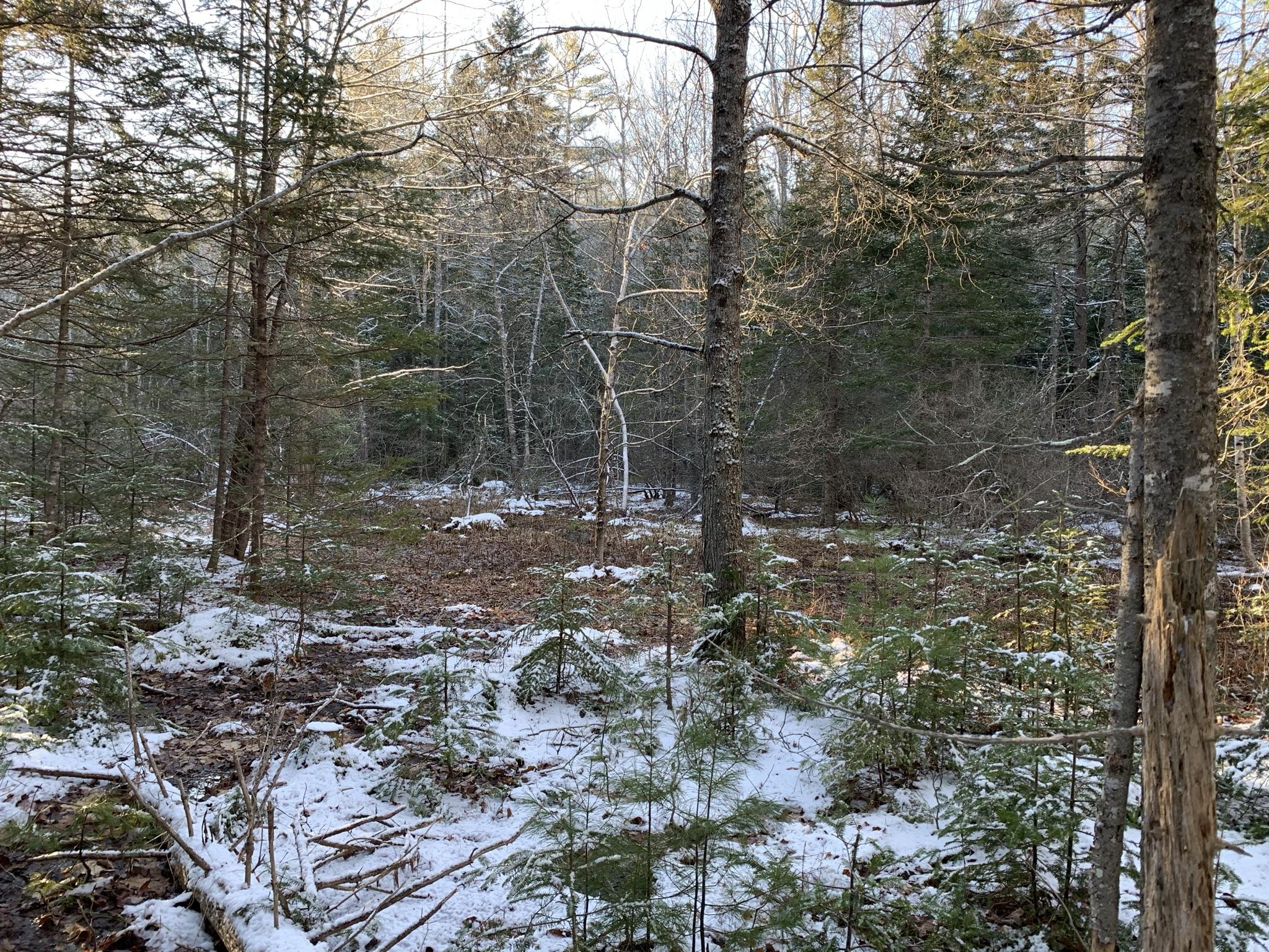 0 Town Hall Road Edgecomb, ME 04556 - Photo 8 of 15 IMG_0526