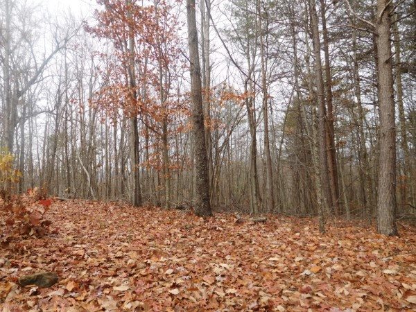 Lot 5 Long Mountain Road Pickens, SC 29671 - Photo 3 of 7