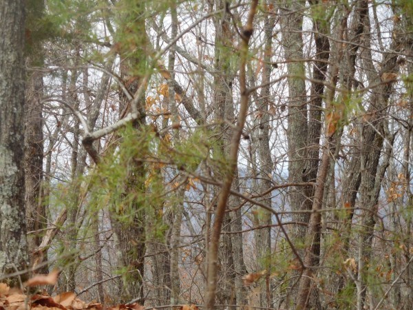 Lot 5 Long Mountain Road Pickens, SC 29671 - Photo 4 of 7