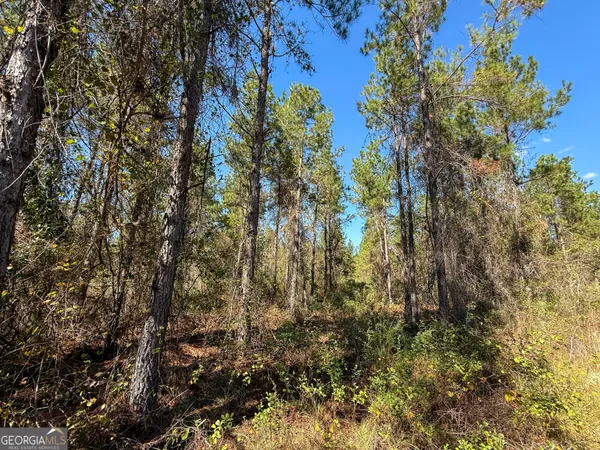 a view of a tree