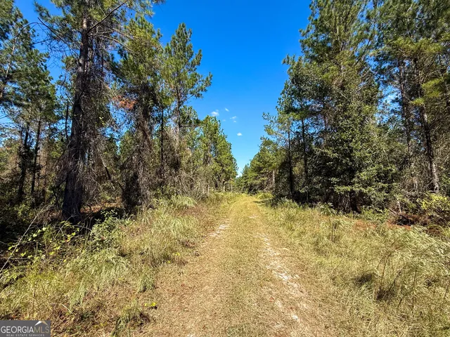a view of a yard with trees