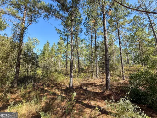 a view of a forest that has large trees