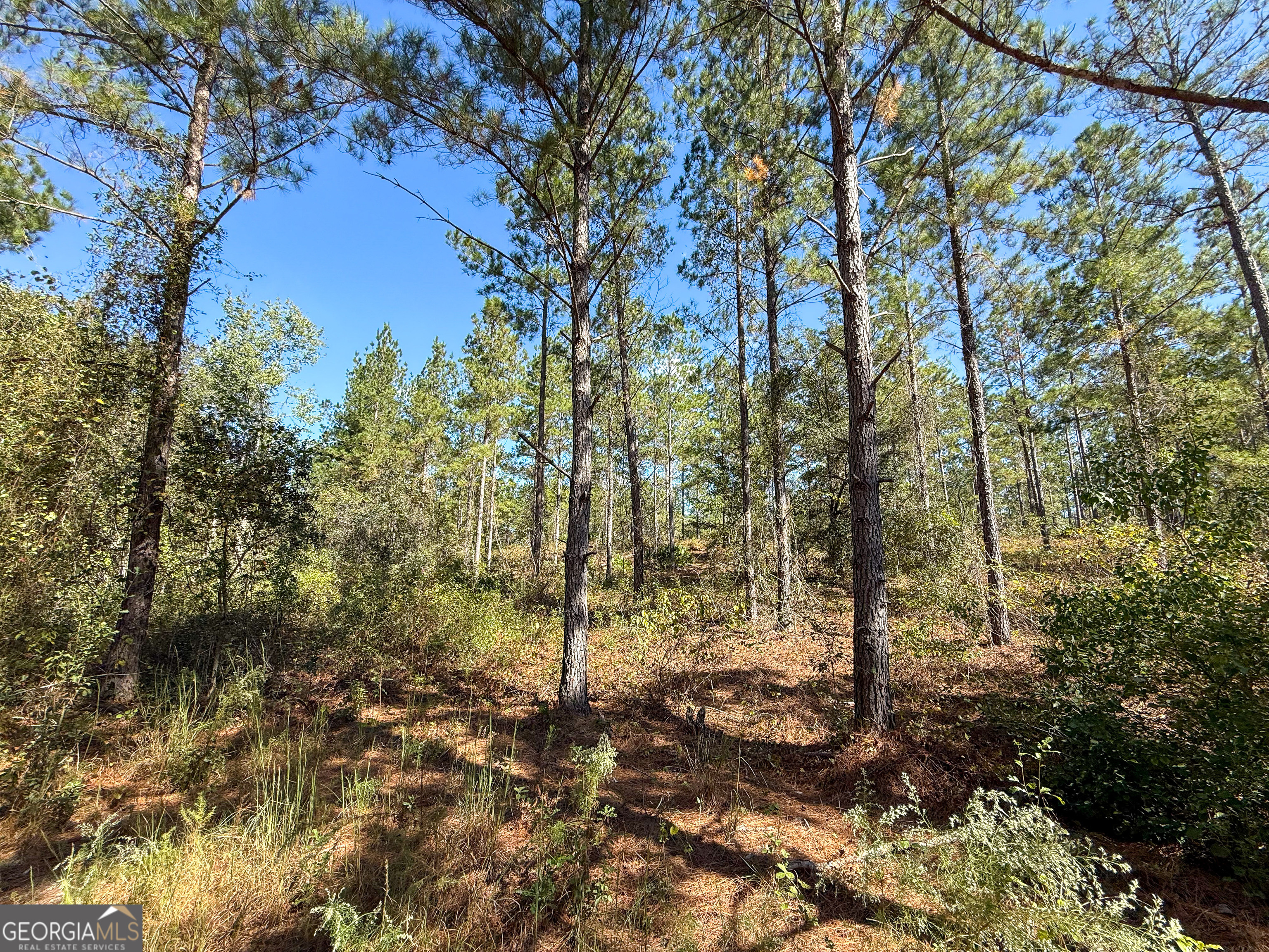 0 4th Street Extension Alma, GA 31510 - Photo 18 of 27 a view of a forest that has large trees