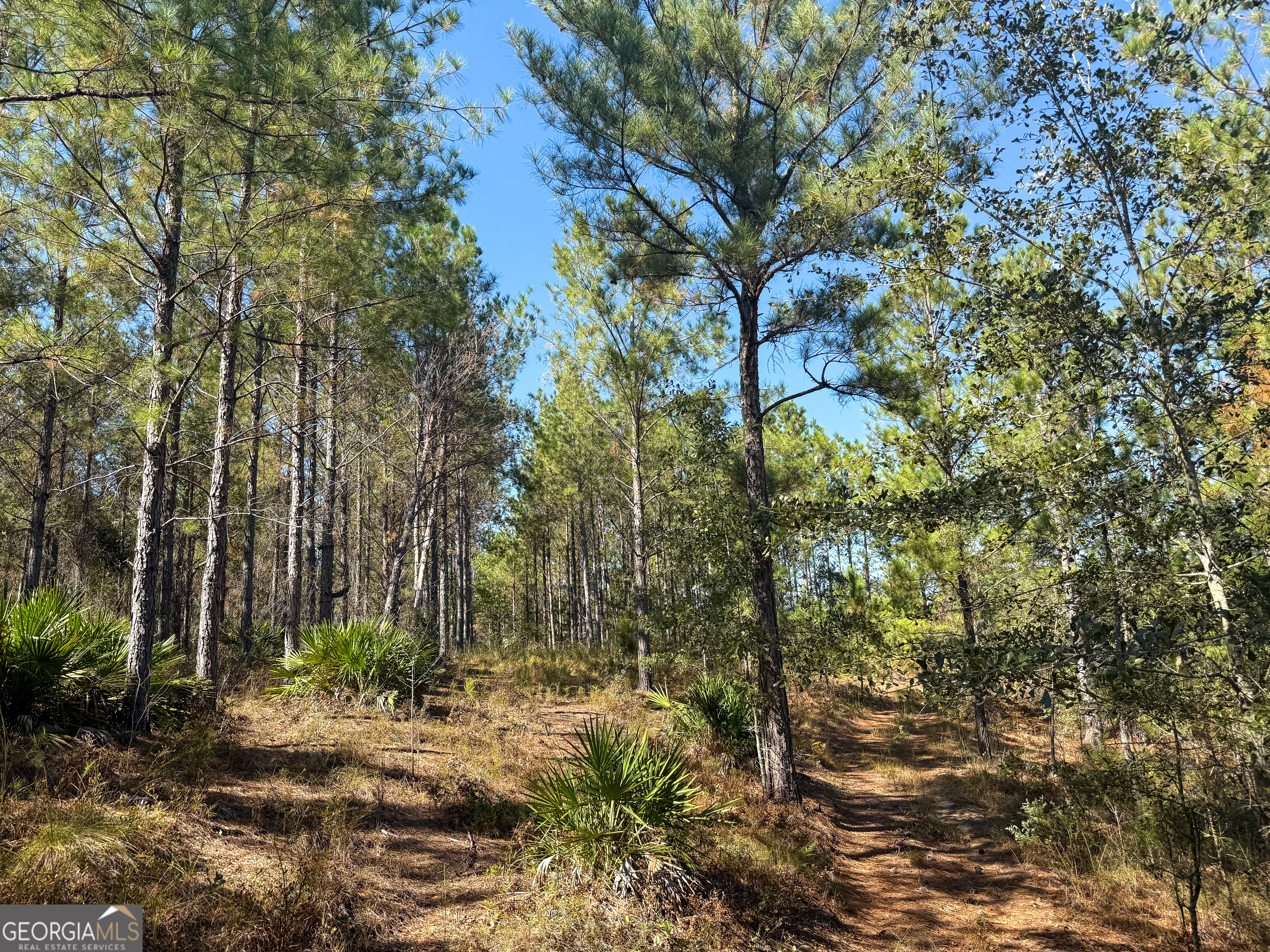 0 4th Street Extension Alma, GA 31510 - Photo 25 of 27 a view of a forest filled with trees