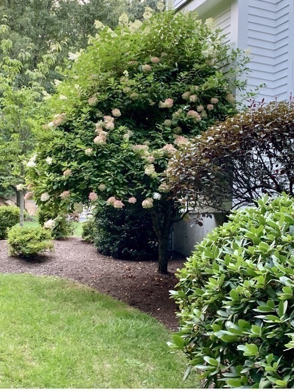 39 Vine Brook Road Medfield, MA 02052 - Photo 39 of 42 a view of a garden with plants