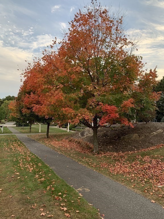 39 Vine Brook Road Medfield, MA 02052 - Photo 41 of 42 a view of a yard with a tree
