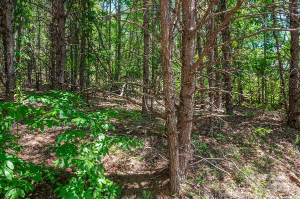 $32,500 | Lot 12 Meadow Crossing Drive, Rutherfordton, NC 28139