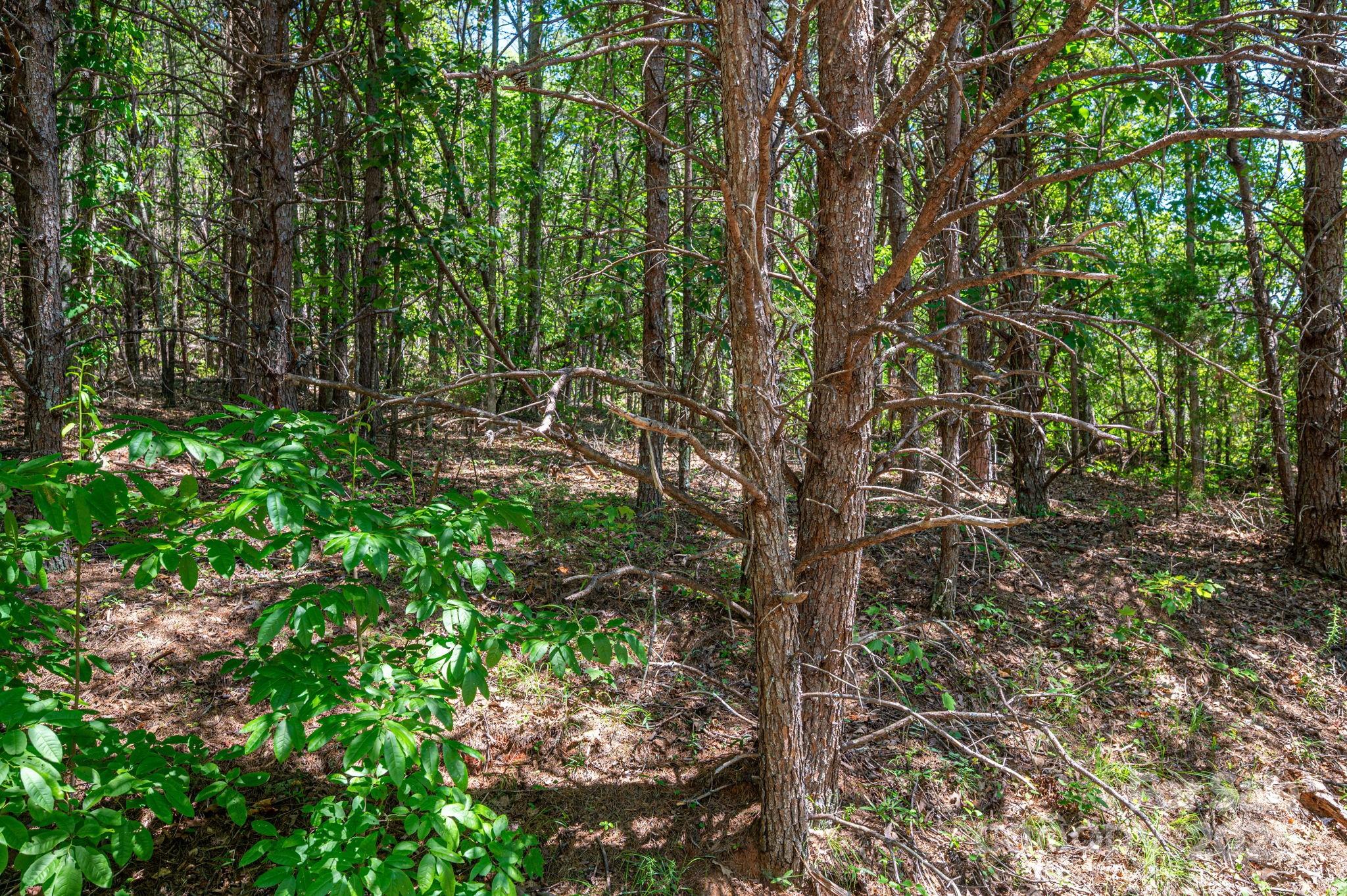 Lot 12 Meadow Crossing Drive Rutherfordton, NC 28139 - Photo 1 of 17 a backyard of a house with lots of green space and trees all around