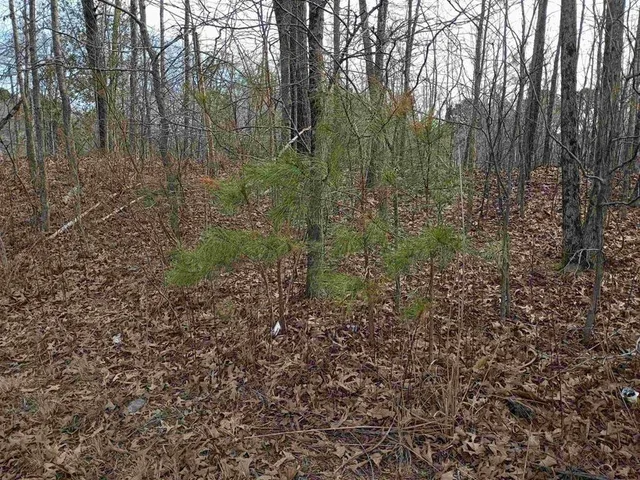 a view of a forest with trees in the background