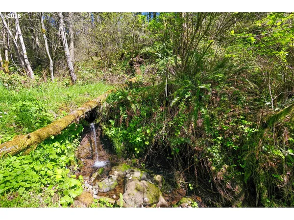 a view of a yard with plants