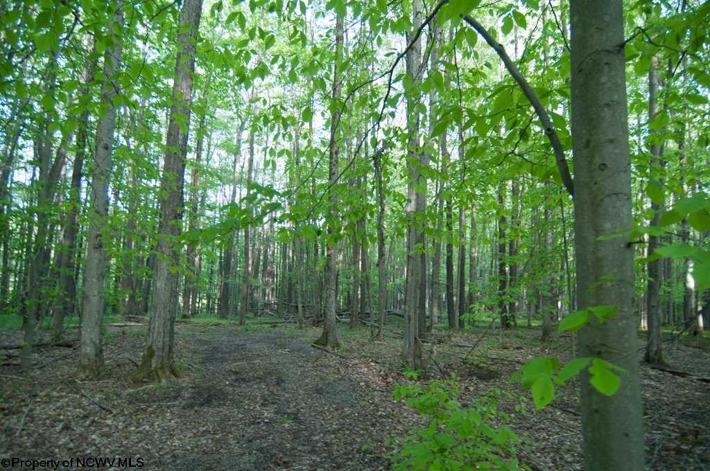 37 Bobcat Road Davis, WV 26260 - Photo 7 of 20 Gallery Image 7