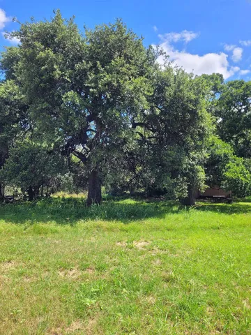 a view of a green yard