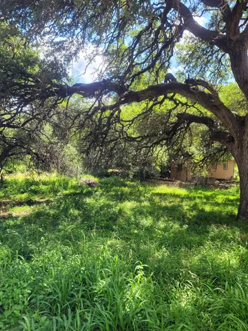 a yard with tall trees