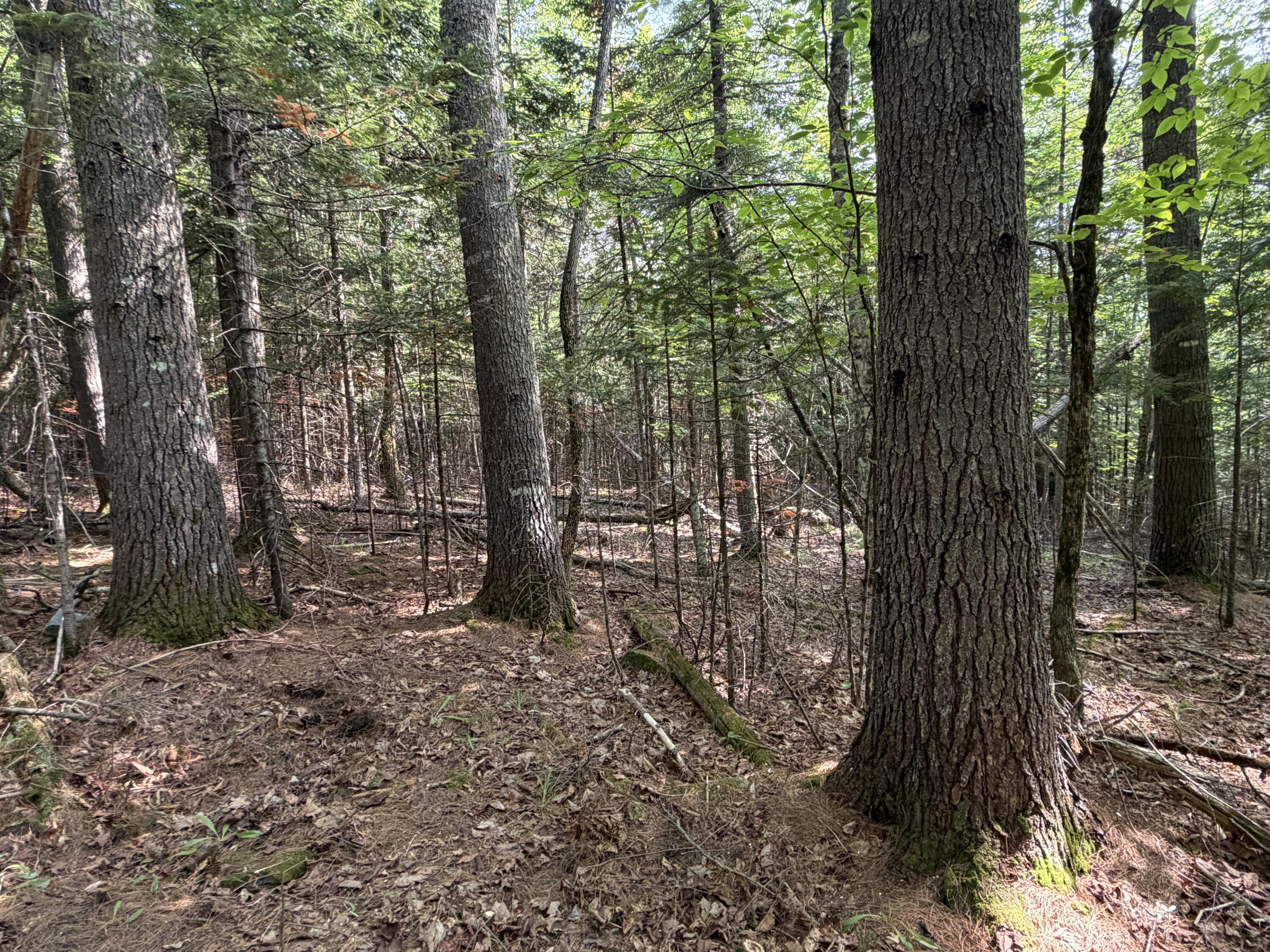 Lot 4-5 Holley Road Farmington, ME 04938 - Photo 11 of 13 IMG_8218