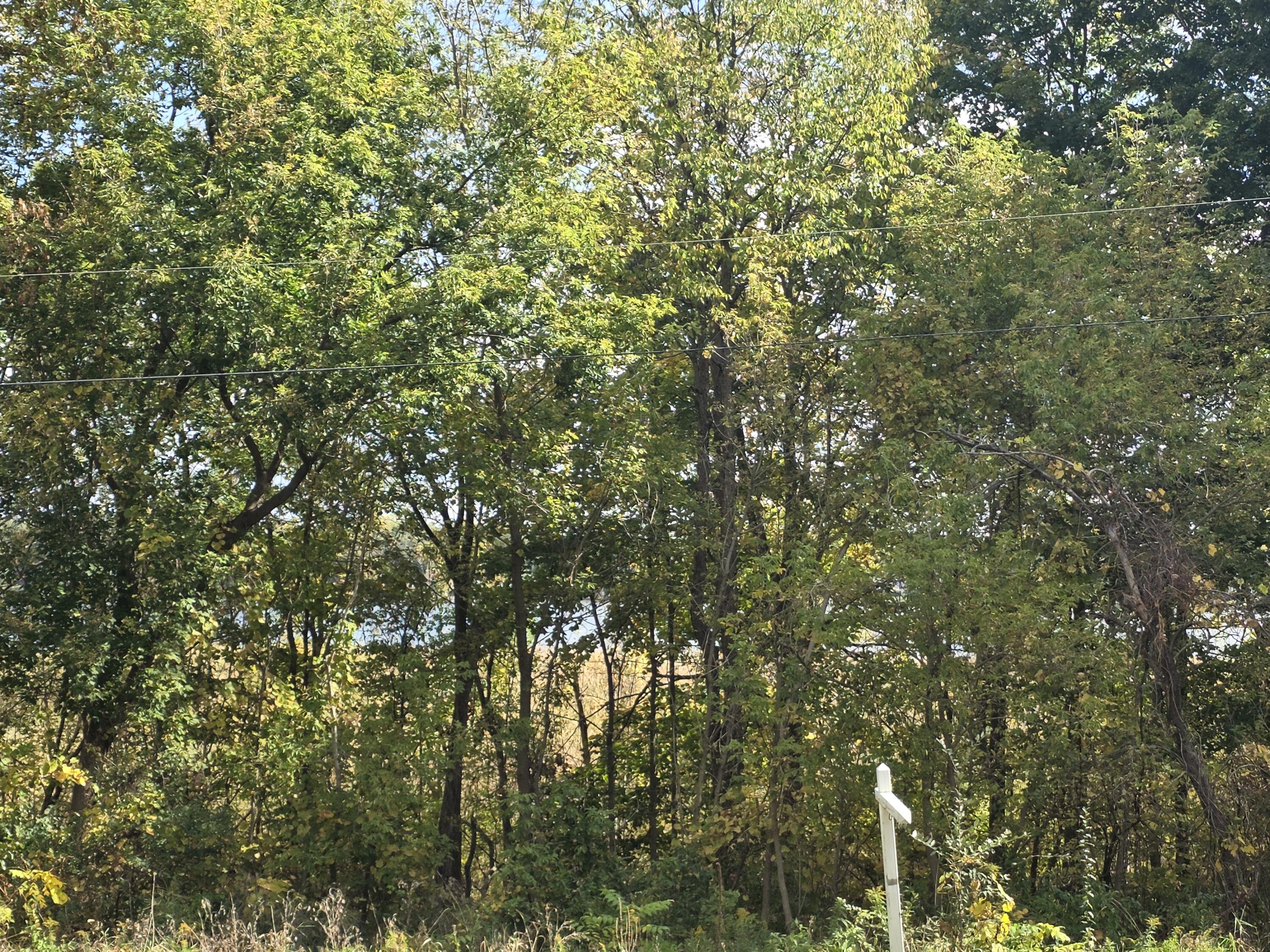 Hankerd Road Pleasant Lake, MI 49272 - Photo 2 of 3 20251006_125229