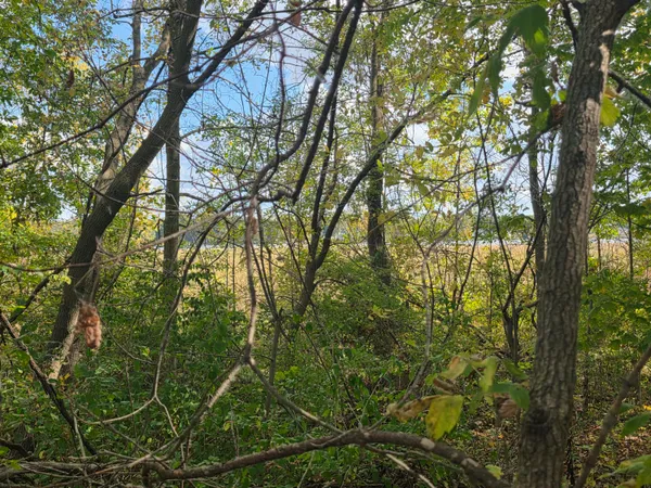 $35,000 | Hankerd Road, Pleasant Lake, MI 49272