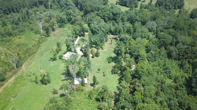 a view of a lush green forest