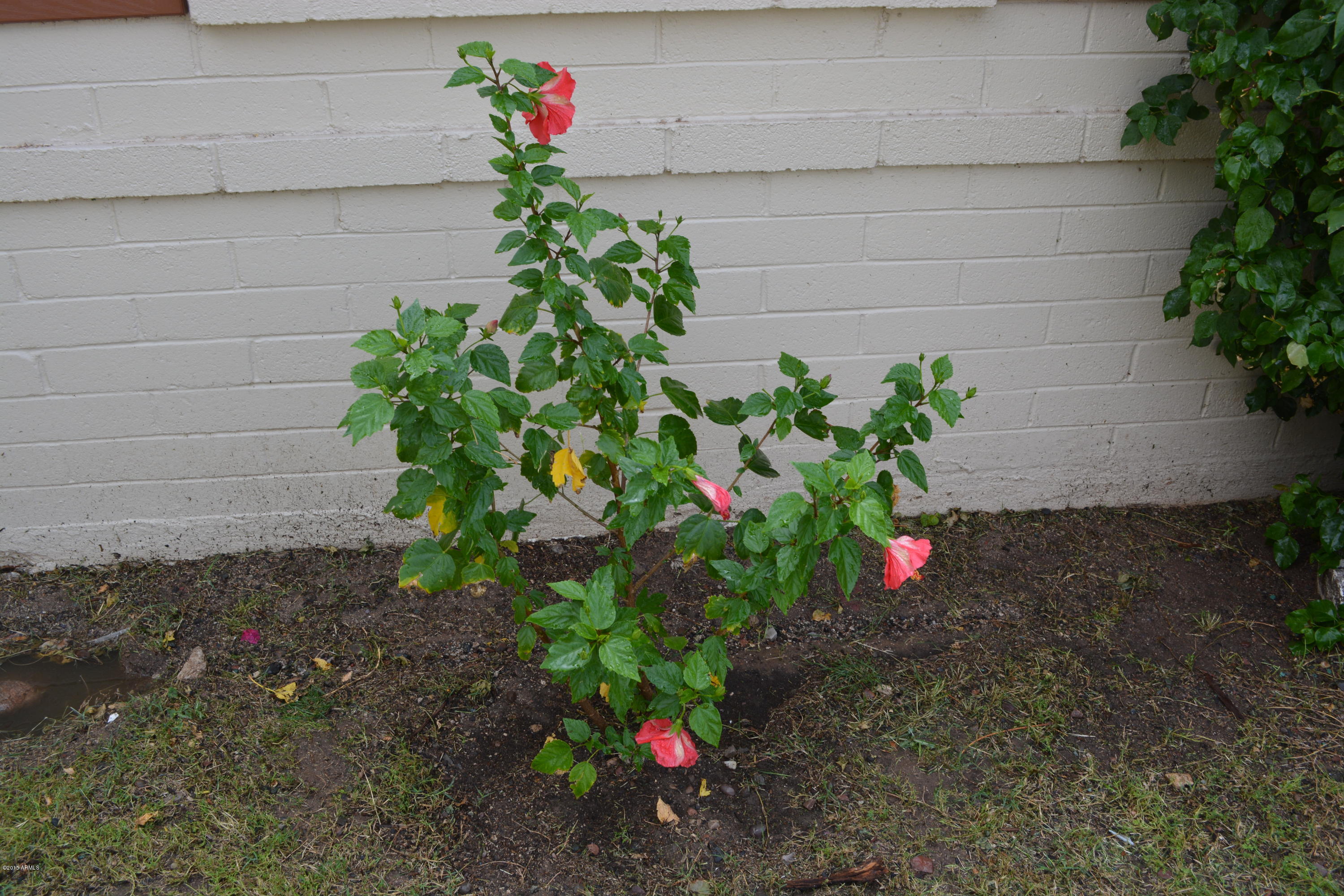 1737 West Vineyard Road Phoenix, AZ 85041 - Photo 7 of 24 DSC_0184