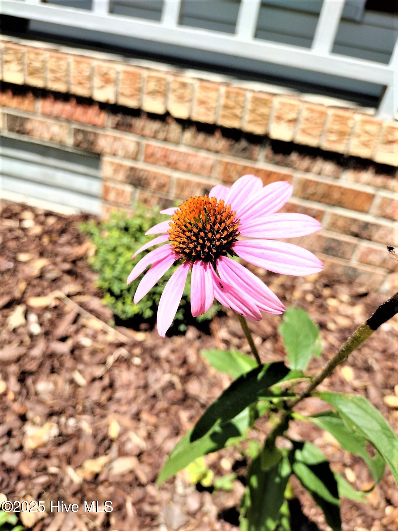 509 Mill Street Simpson, NC 27858 - Photo 6 of 39 IMG_20230801_115954499