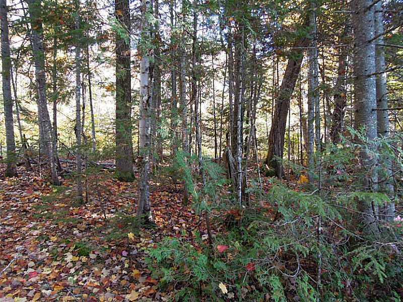 Lot #179 South Shore Road Stockholm, ME 04783 - Photo 22 of 31 Yard/Garden.