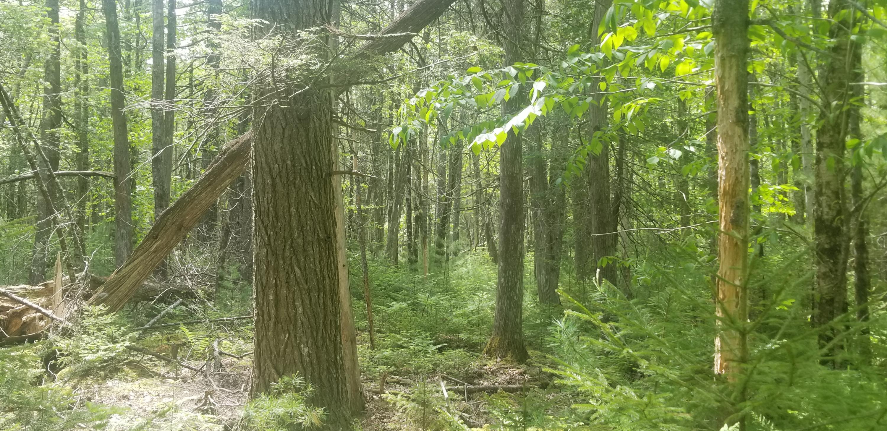 M13 L36 Harland Cunningham Road Penobscot, ME 04476 - Photo 11 of 14 20210603_110701