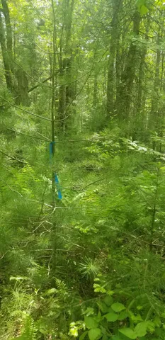 $150,000 | M13 L36 Harland Cunningham Road, Penobscot, ME 04476