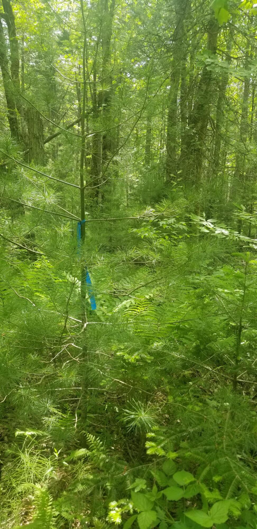 M13 L36 Harland Cunningham Road Penobscot, ME 04476 - Photo 13 of 14 20210603_105402