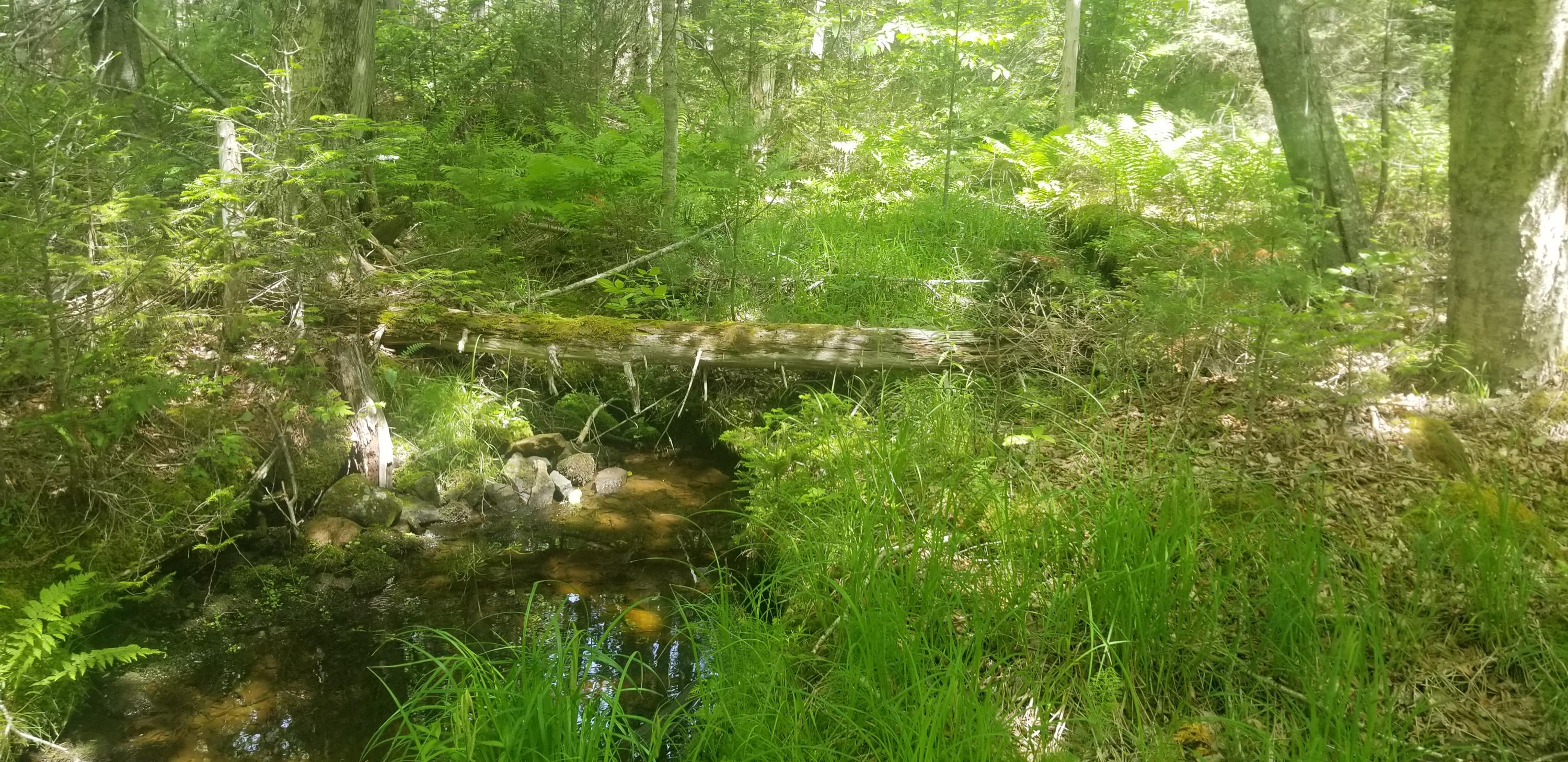 M13 L36 Harland Cunningham Road Penobscot, ME 04476 - Photo 3 of 14 20210603_105429