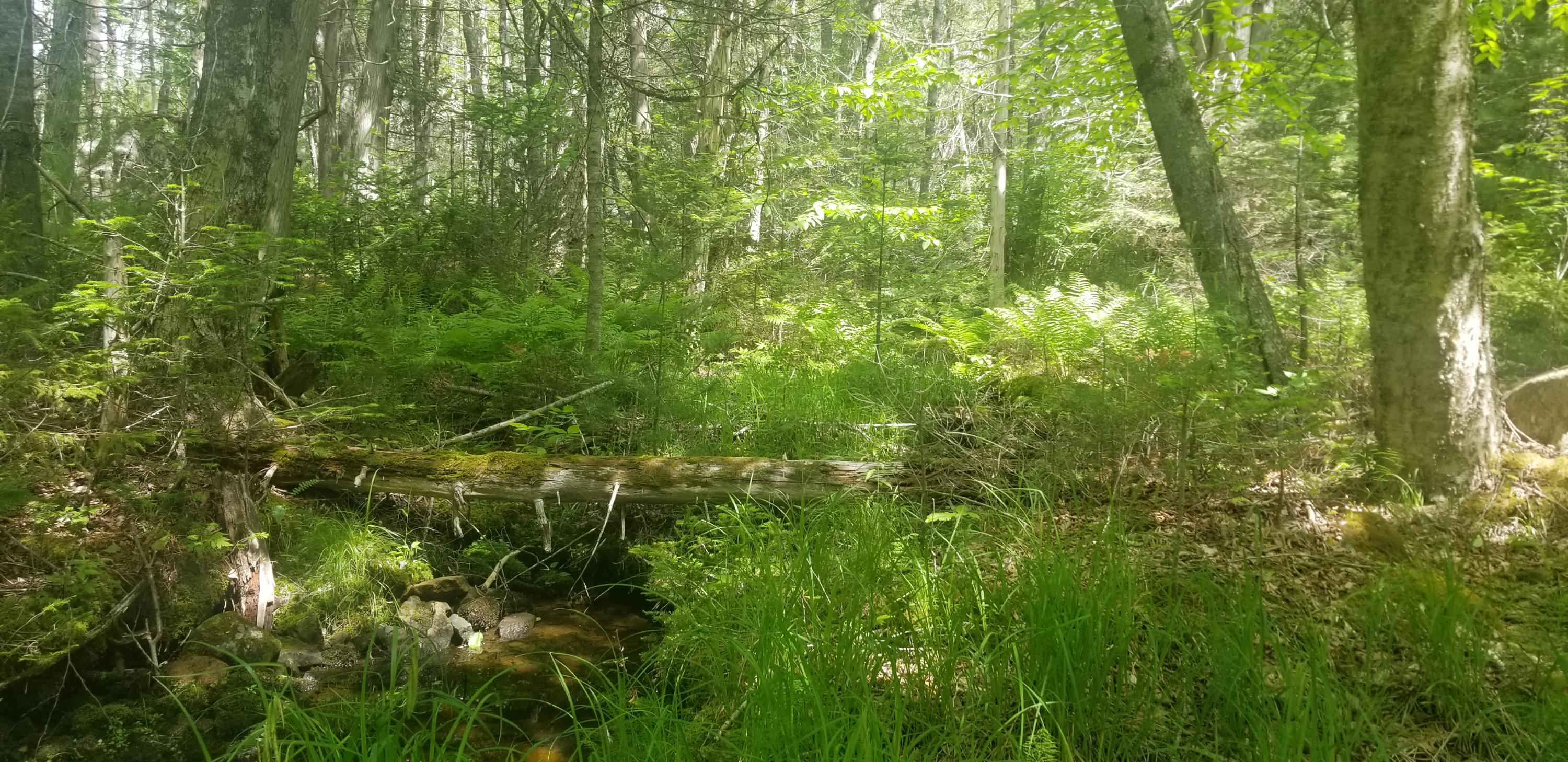 M13 L36 Harland Cunningham Road Penobscot, ME 04476 - Photo 4 of 14 20210603_105432