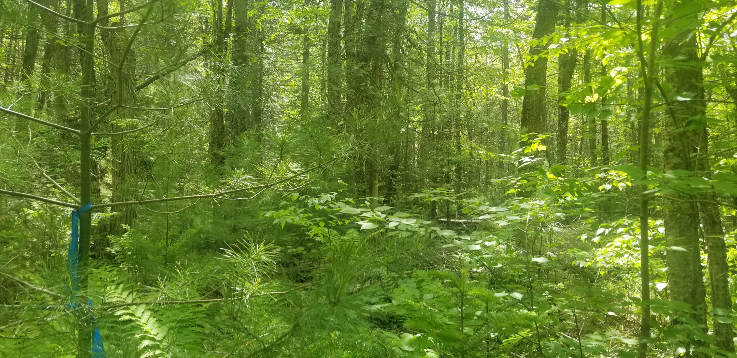 M13 L36 Harland Cunningham Road Penobscot, ME 04476 - Photo 6 of 14 20210603_105441