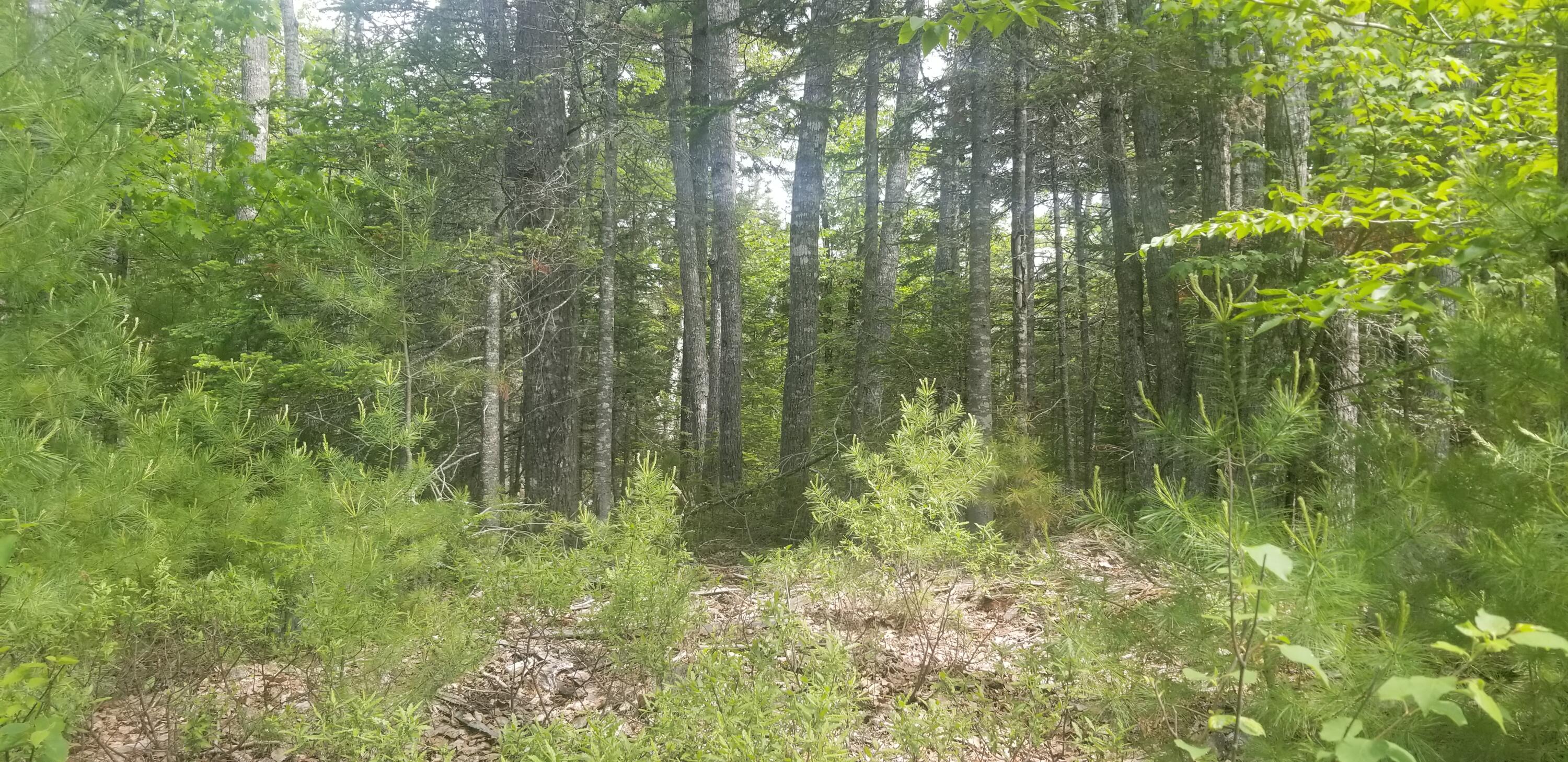 M13 L36 Harland Cunningham Road Penobscot, ME 04476 - Photo 7 of 14 20210603_105957