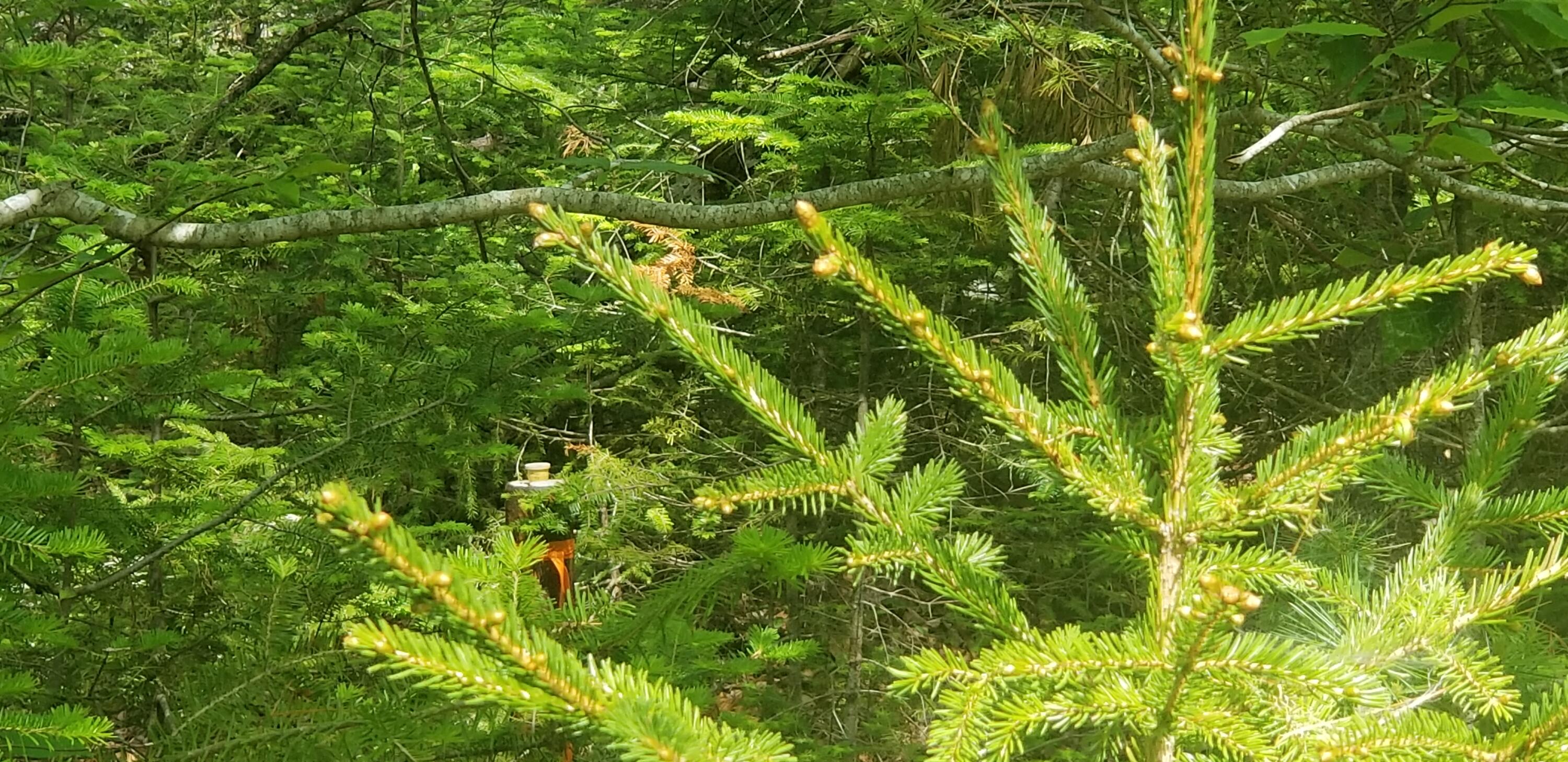 M13 L36 Harland Cunningham Road Penobscot, ME 04476 - Photo 9 of 14 20210603_110036