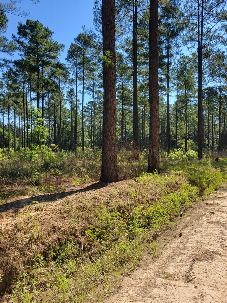 Tbd Hunters Chapel Road Bamberg, SC 29003 - Photo 2 of 6