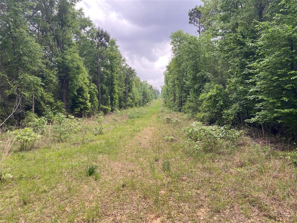 Tbd Flarity Road Jefferson, TX 75657 - Photo 15 of 40 a view of a yard with a tree