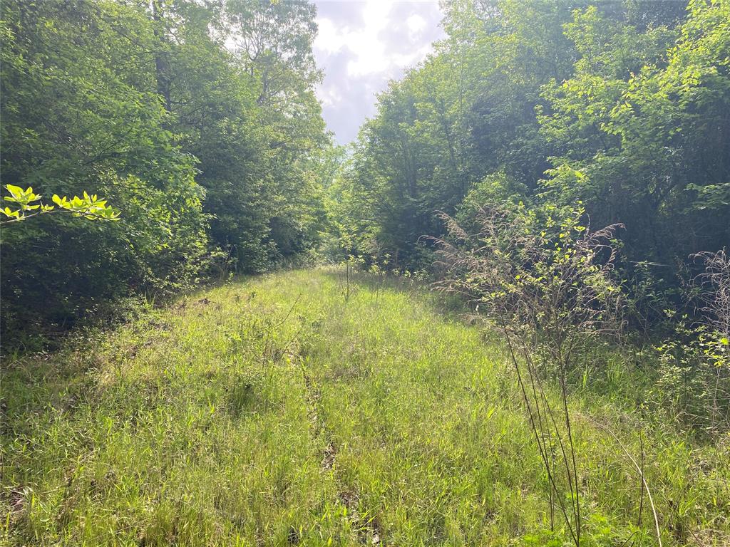 Tbd Flarity Road Jefferson, TX 75657 - Photo 17 of 40 a view of yard with green space
