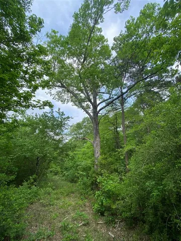 a view of a lush green forest