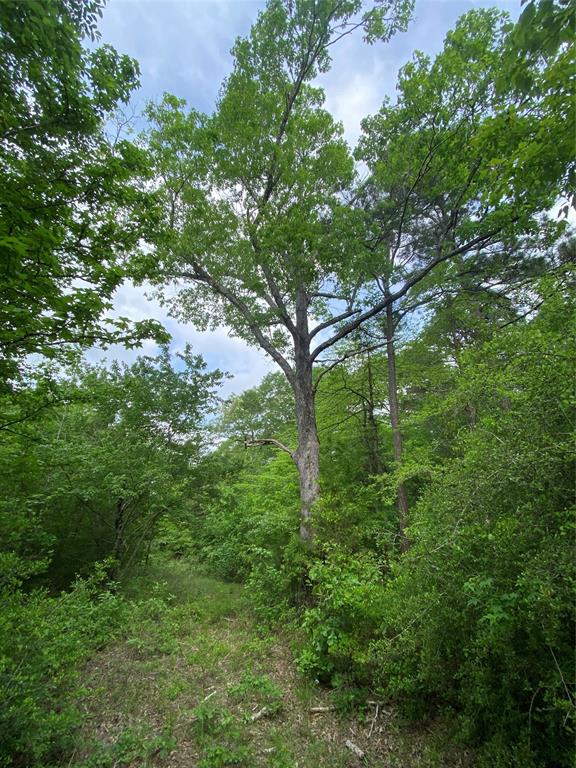 Tbd Flarity Road Jefferson, TX 75657 - Photo 18 of 40 a view of a lush green forest