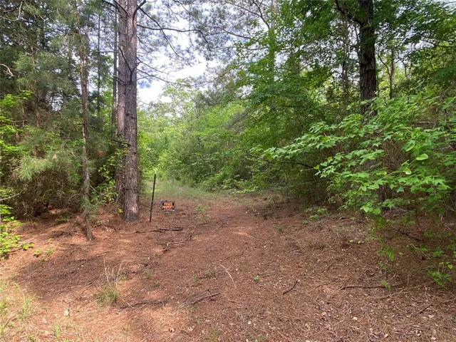a view of a forest with trees in the background