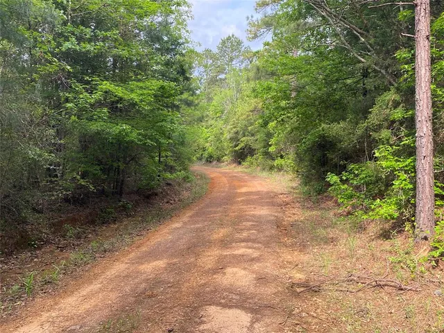 a view of a forest with trees in front of it