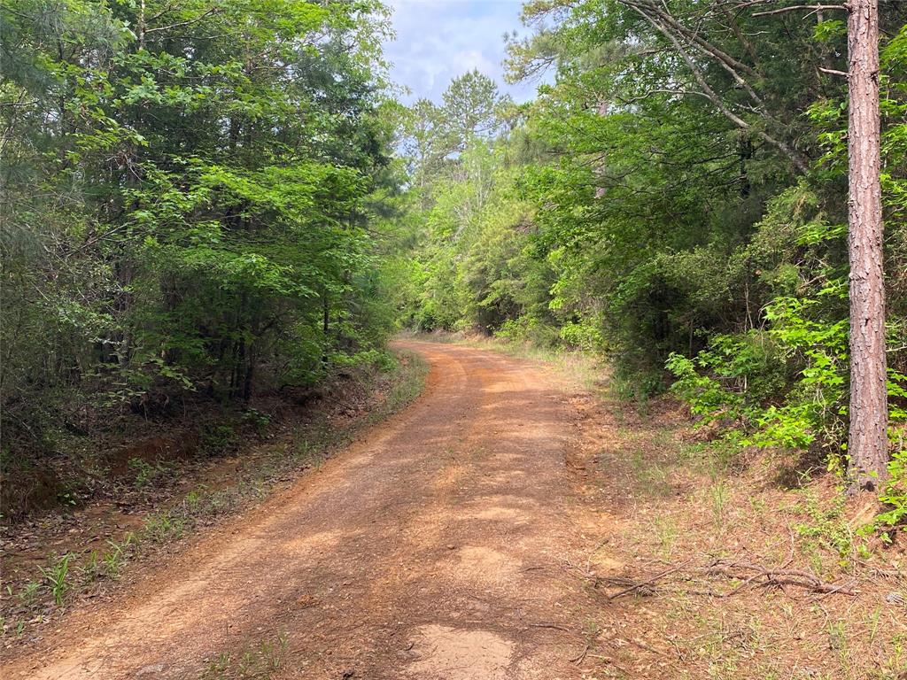 Tbd Flarity Road Jefferson, TX 75657 - Photo 20 of 40 a view of a forest with trees in front of it