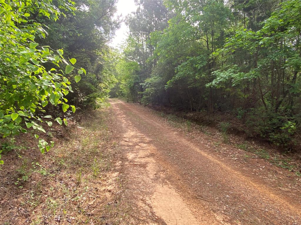 Tbd Flarity Road Jefferson, TX 75657 - Photo 21 of 40 a view of a forest with trees in the background