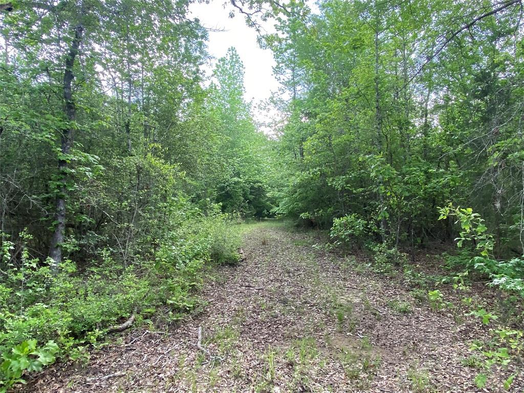 Tbd Flarity Road Jefferson, TX 75657 - Photo 25 of 40 a view of a large yard with lots of green space