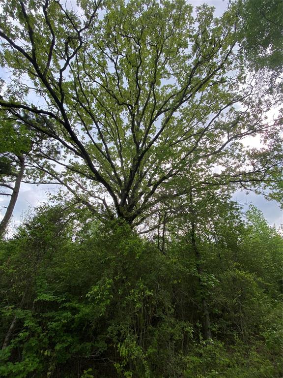 Tbd Flarity Road Jefferson, TX 75657 - Photo 26 of 40 a view of tree