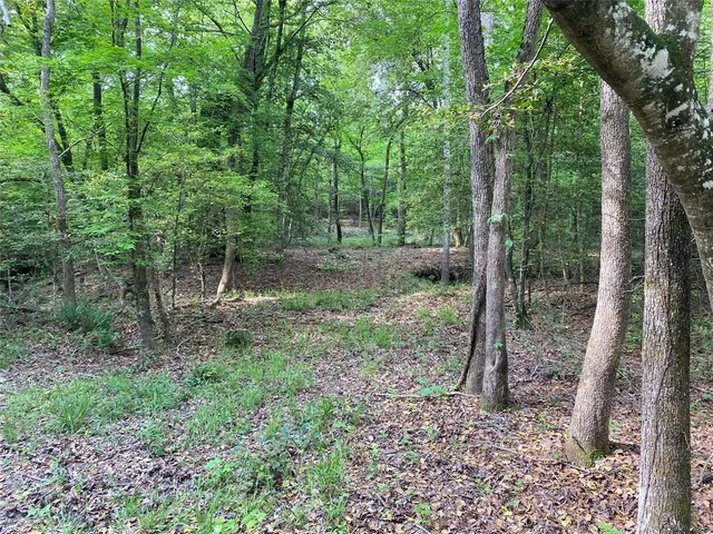 a backyard of a house with lots of plants and large trees