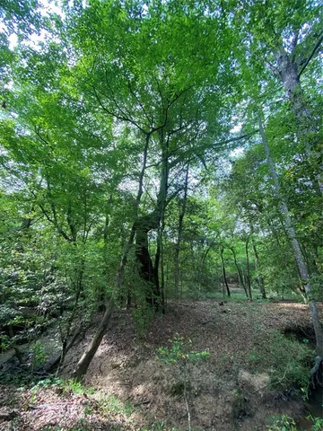 a view of a forest with trees in the background