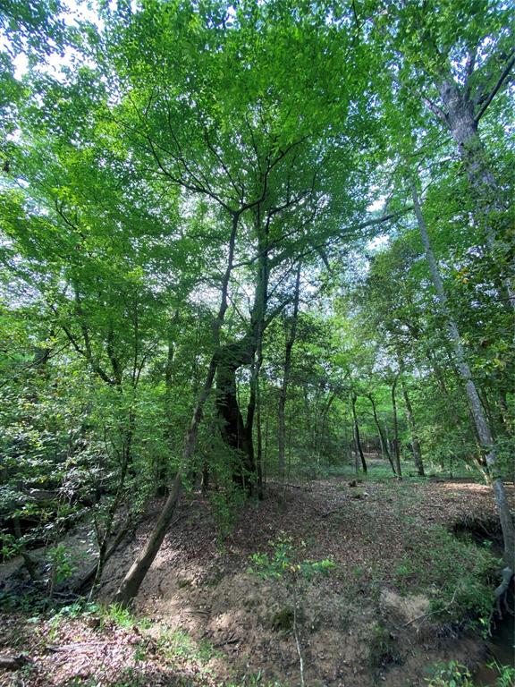 Tbd Flarity Road Jefferson, TX 75657 - Photo 28 of 40 a view of a forest with trees in the background