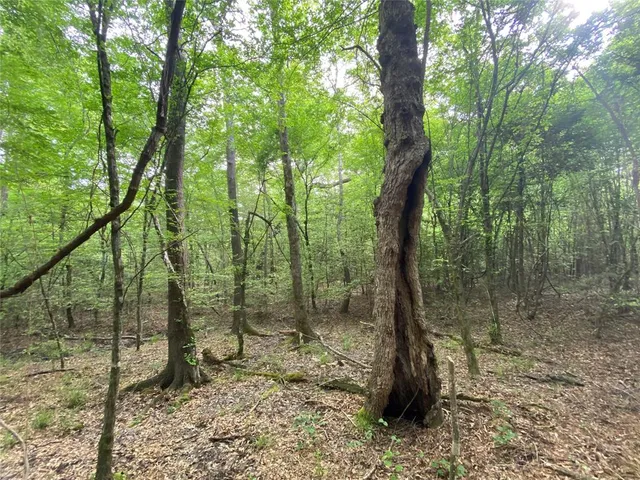 a view of a forest with trees