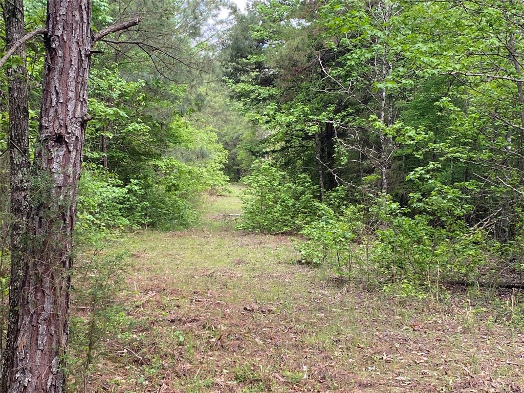 Tbd Flarity Road Jefferson, TX 75657 - Photo 35 of 40 a view of a yard with a tree