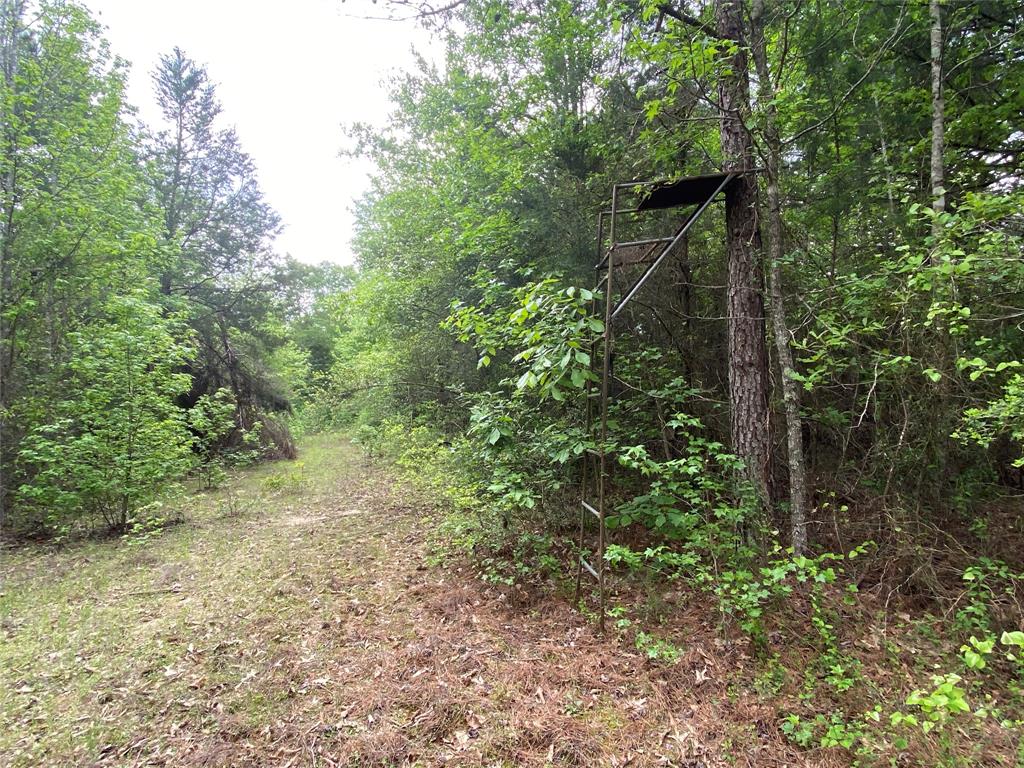 Tbd Flarity Road Jefferson, TX 75657 - Photo 36 of 40 a view of a forest with trees