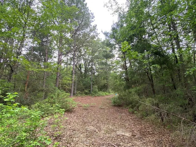 a view of a forest with trees in the background